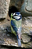 BLUE TIT,  PARUS CAEREULUS,  AT NESTHOLE IN WALL WITH CATERPILLAR