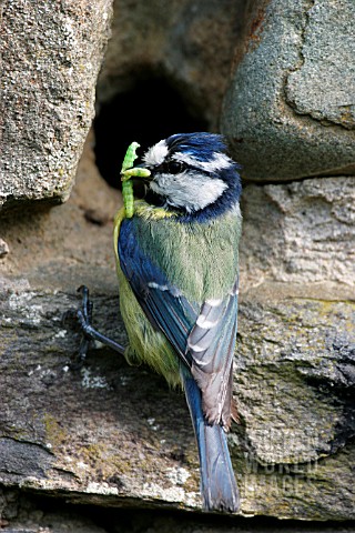 BLUE_TIT__PARUS_CAEREULUS__AT_NESTHOLE_IN_WALL_WITH_CATERPILLAR