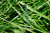 AZURE DAMSELFLY (MALE)