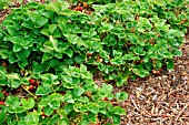 STRAWBERRIES PEGASUS WITH PLANTEX AND WOODCHIP MULCH