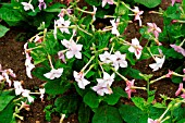 NICOTIANA PERFUME BLUE (FLOWERING TOBACCO PLANT)