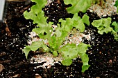 CRUSHED EGGSHELLS AROUND PLANT AGAINST SLUGS