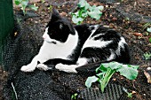 CAT LAYING IN CABBAGE NETTING