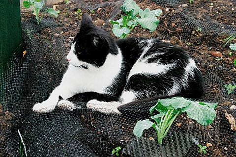 CAT_LAYING_IN_CABBAGE_NETTING