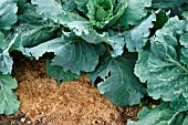 HAY MULCH AROUND CABBAGES