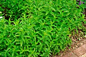 MENTHA SPICATA (SPEARMINT)