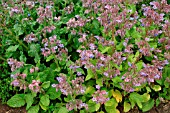 BORAGO OFFICINALIS (BORAGE)