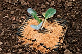 CABBAGE GROWING THROUGH MAT,  SLUG PROTECTION