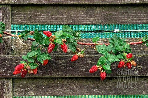 TAYBERRY_MEDANA_TRAINED_AGAINST_FENCE