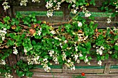 BLACKBERRY MEDANA ASHTON CROSS ON ROPE (RUBUS FRUTICOSUS)