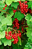 REDCURRANT RED LAKE(RIBES SATIVUM)