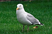 HERRING GULL,  ON LAWN,  LARUS ARGENTATUS