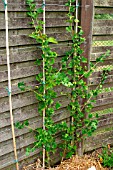 GOOSEBERRY CAPTIVATOR (RIBES GROSSULARIA) DOUBLE CORDON TRAINED