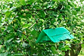 MOTH TRAP IN APPLE TREE