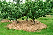 STRAW MULCH UNDER APPLE TREE