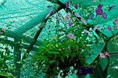 GREENHOUSE SHADING PROTECTING FROM SUN