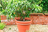 PEACH TREE GROWING IN PATIO POT