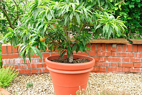 PEACH_TREE_GROWING_IN_PATIO_POT