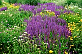 NEPETA SIBIRICA