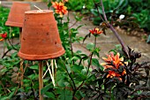 EARWIG TRAP,  STRAW IN UPTURNED POT