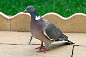 WOOD PIGEON,  COLUMBA PALUMBA