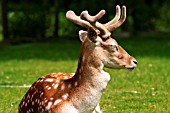 FALLOW DEER BUCK