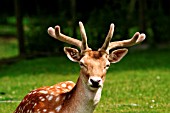 FALLOW DEER BUCK