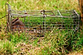 BROWN RAT IN TRAP