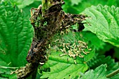 SMALL TORTOISESHELL CATERPILLARS IN WEB