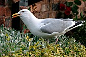 HERRING GULL,  PERCHING ON HEDGE,  LARUS ARGENTATUS