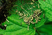 SMALL TORTOISESHELL CATERPILLARS IN WEB