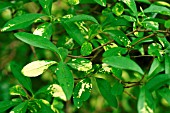 VIRUS DISEASE ON PRIVET