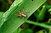 BOG BUSH CRICKET