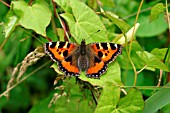 SMALL TORTOISESHELL BUTTERFLY