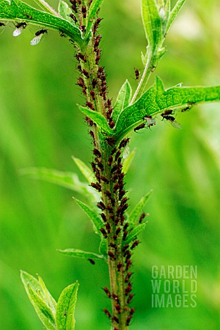 APHIDS_GATHER_ON_PLANT