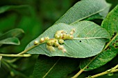 WILLOW BEAN GALL SAWFLY ATTACK ON WILLOW LEAF