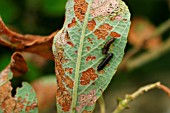 WILLOW LEAF BEETLE LARVA ON LEAF