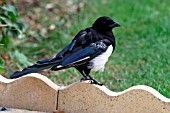 MAGPIE,  JUVENILE ON PATIO,  PICA PICA