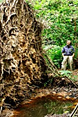 GALE DAMAGE UPROOTED TREE IN WET GROUND