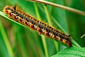 DRINKER MOTH CATERPILLAR ON SEDGE