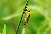 SCORPION FLY