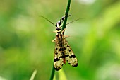 SCORPION FLY EATING DAMSELFLY