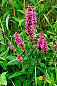 LYTHRUM SALICARIA (PURPLE LOOSESTRIFE)