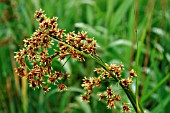 JUNCUS EFFUSUS (SOFT RUSH)