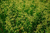 JUNCUS EFFUSUS (SOFT RUSH)