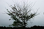 DUTCH ELM DISEASE,  LEAFLESS TREE