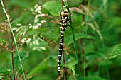 SOUTHERN HAWKER MALE