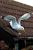 HERRING GULL,  COMING DOWN ROOF,  LARUS ARGENTATUS