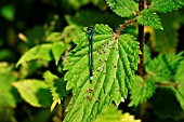 BLUE TAILED DAMSELFLY MALE