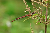 LARGE RED DAMSELFLY MALE
